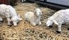 19" Heaven's Majesty Set of Lambs (3) (for 39" Scale Nativity Figures) 
