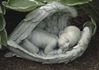 Baby in Wings Garden Statue