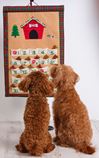 Canine Countdown Dog Advent Calendar *WHILE SUPPLIES LAST*