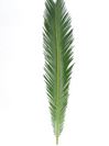 Sago Leaf Palm, Extra Long