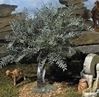 5" Fontanini Olive Tree