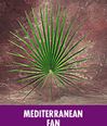 Processional Fan Mediterranean Leaf Palm for Palm Sunday