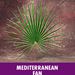 Processional Fan/ Mediterranean Leaf Palm