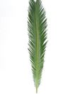 Sago Leaf Palm for Palm Sunday