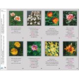 Floral Assortment with Verse Print Your Own Prayer Cards - 12 Sheet Pack