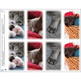 Cat Assortment Print Your Own Prayer Cards - 12 Sheet Pack
