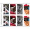 Cat Assortment Print Your Own Prayer Cards - 25 Sheet Pack
